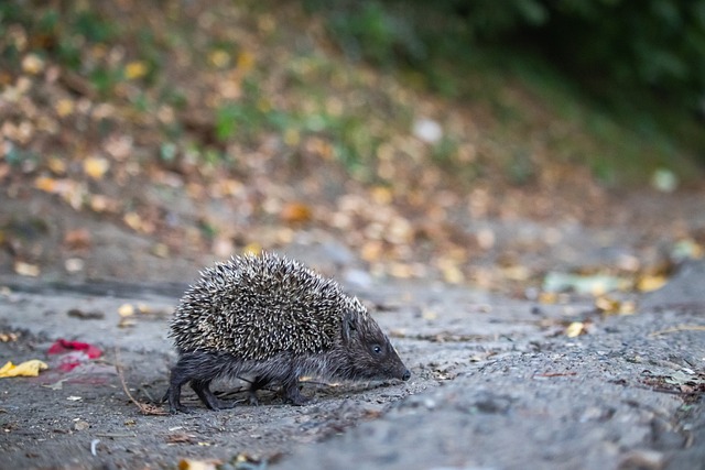 英超第一中场德布劳内天价薪资曝光，美职联队犹豫不决.